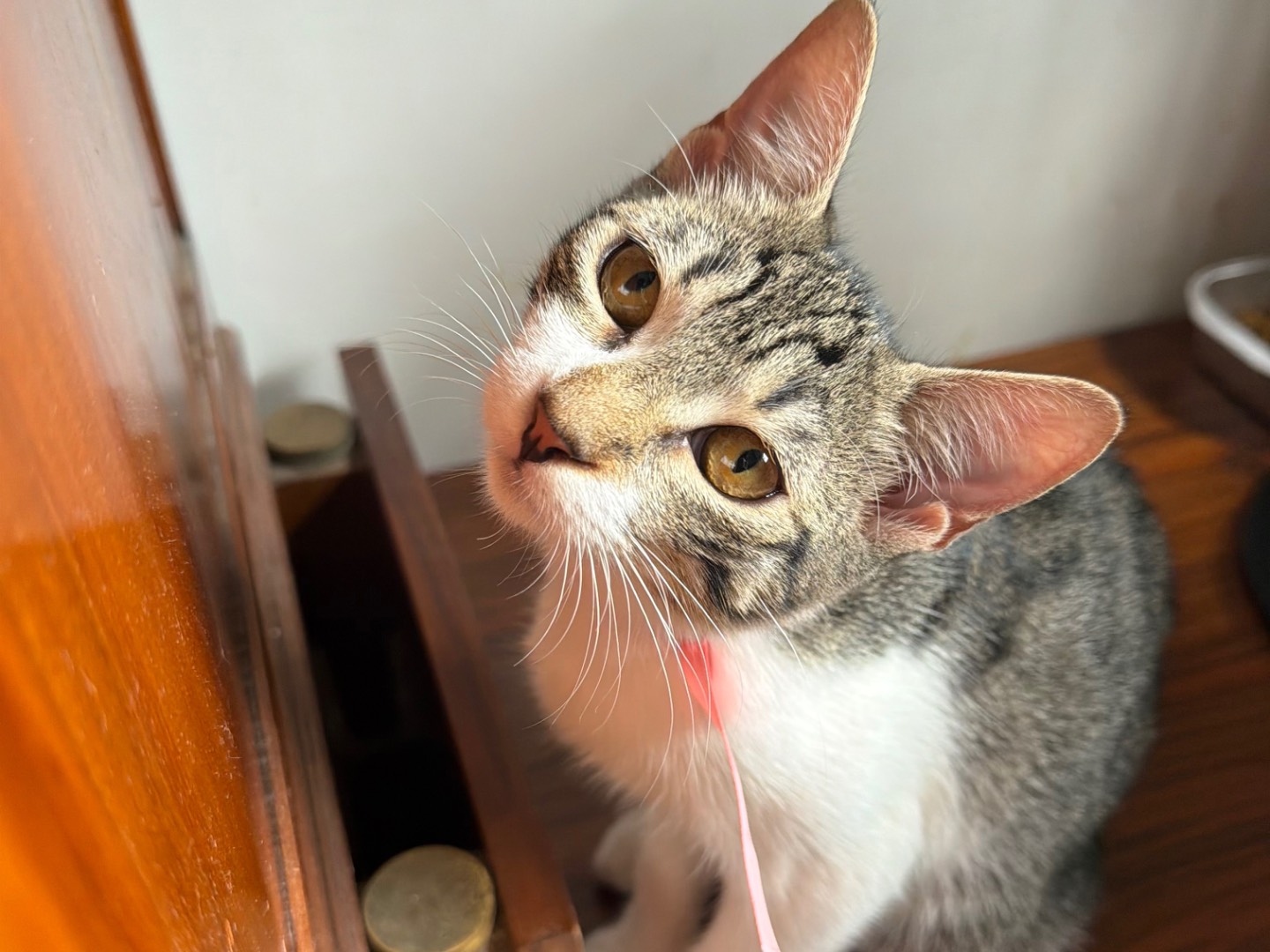 Adozione gatto, femmina, Razza sconosciuta Razza sconosciuta, 3 mesi, taglia non valida, Latina