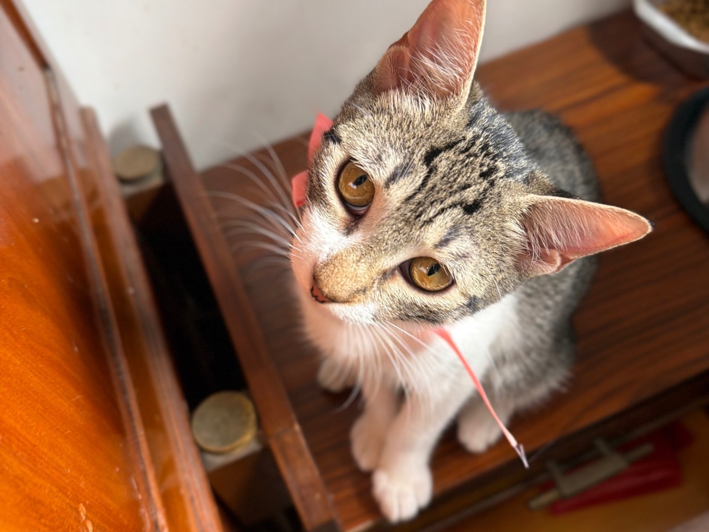 Adotta un gatto, taglia non valida, femmina, Latina
