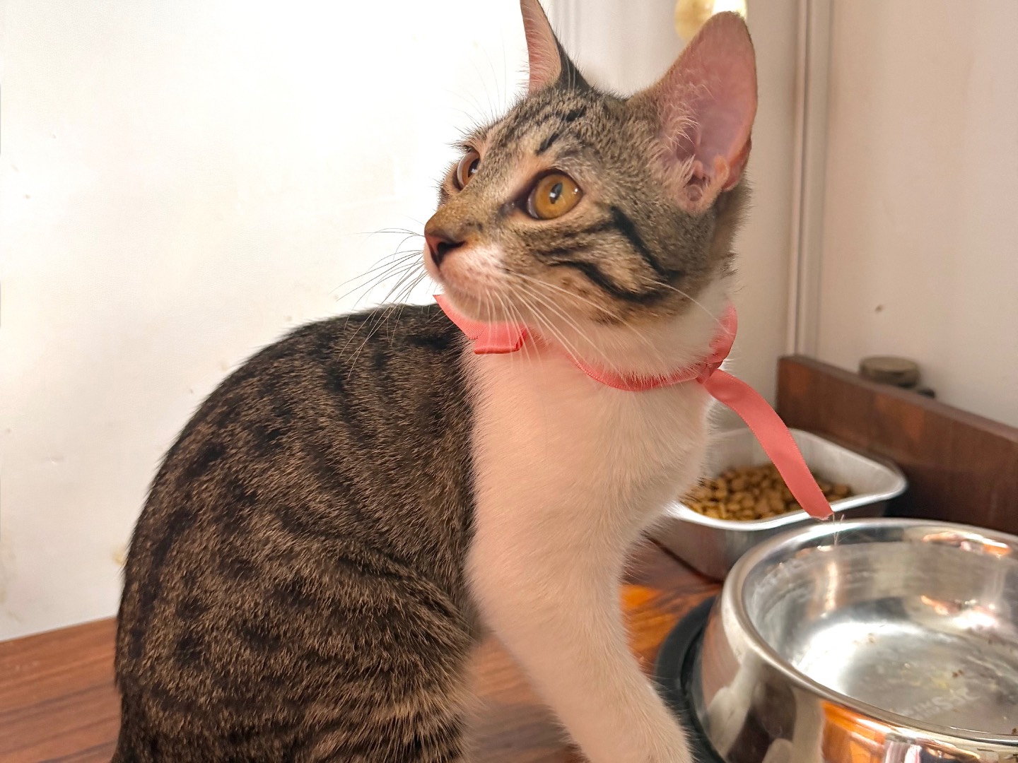 Vuoi adottare un gatto a Latina?