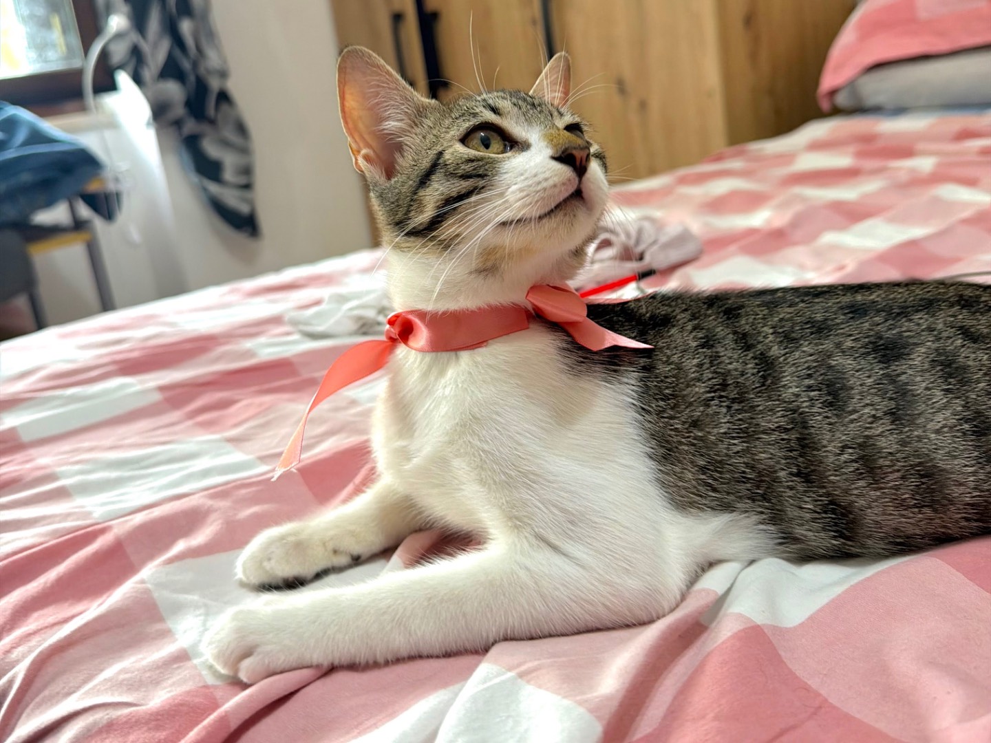 Adotta il gatto Dodò  a Latina