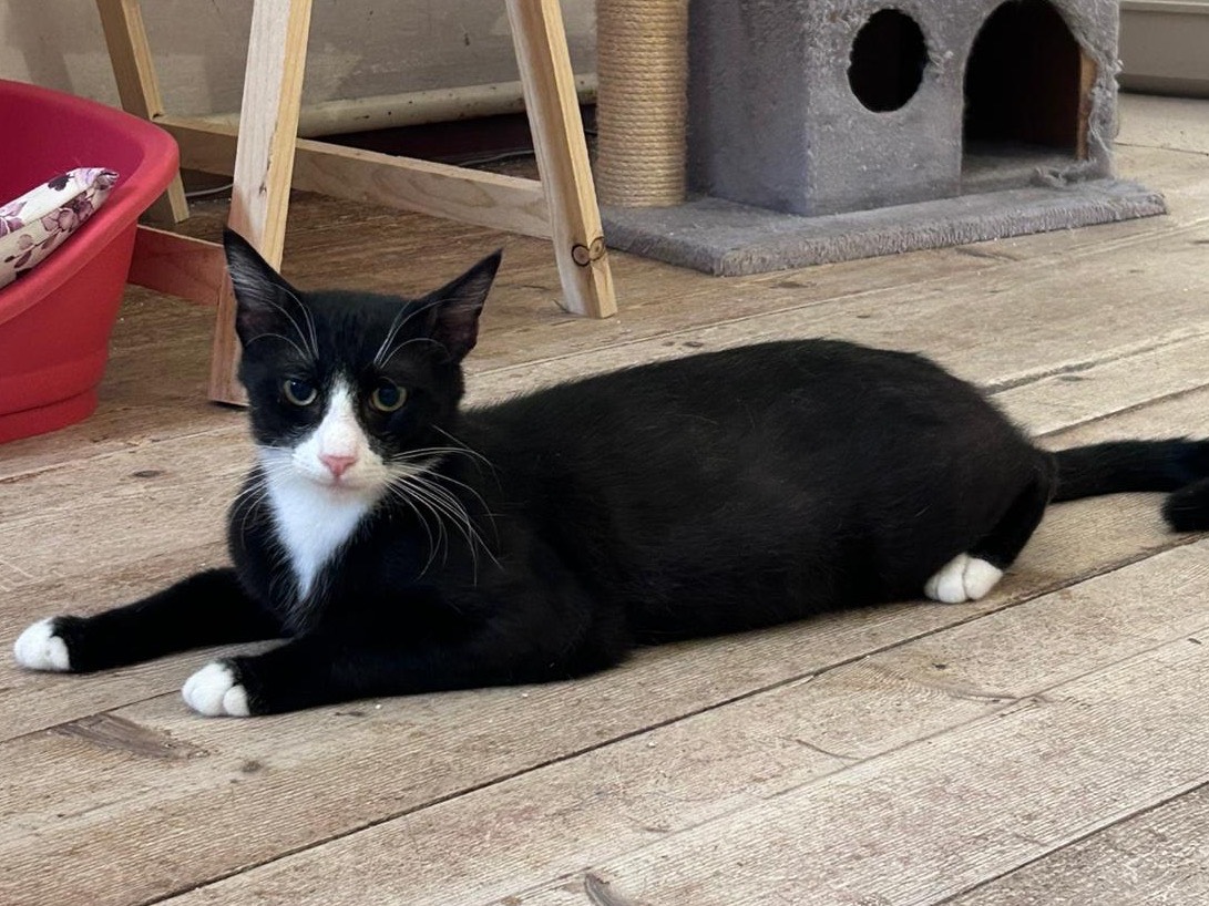 Adotta un gatto, maschio, 11 mesi, Padova