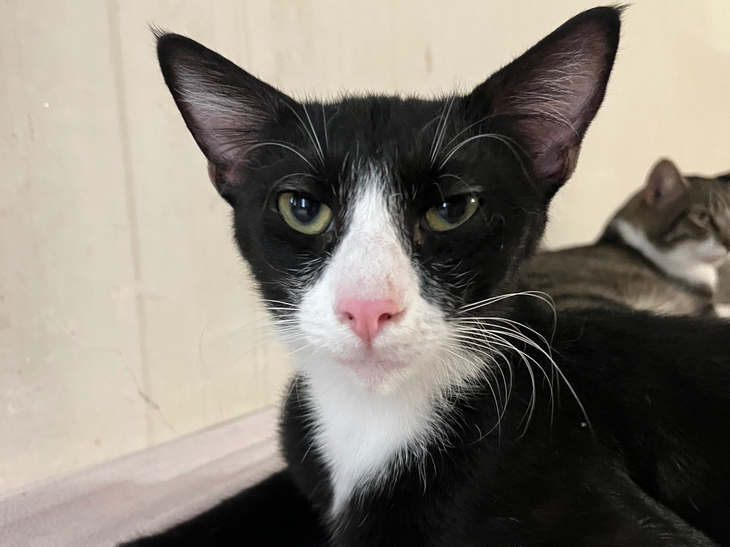 Adozione gatto, maschio, Razza sconosciuta Razza sconosciuta, 11 mesi, taglia non valida, Padova