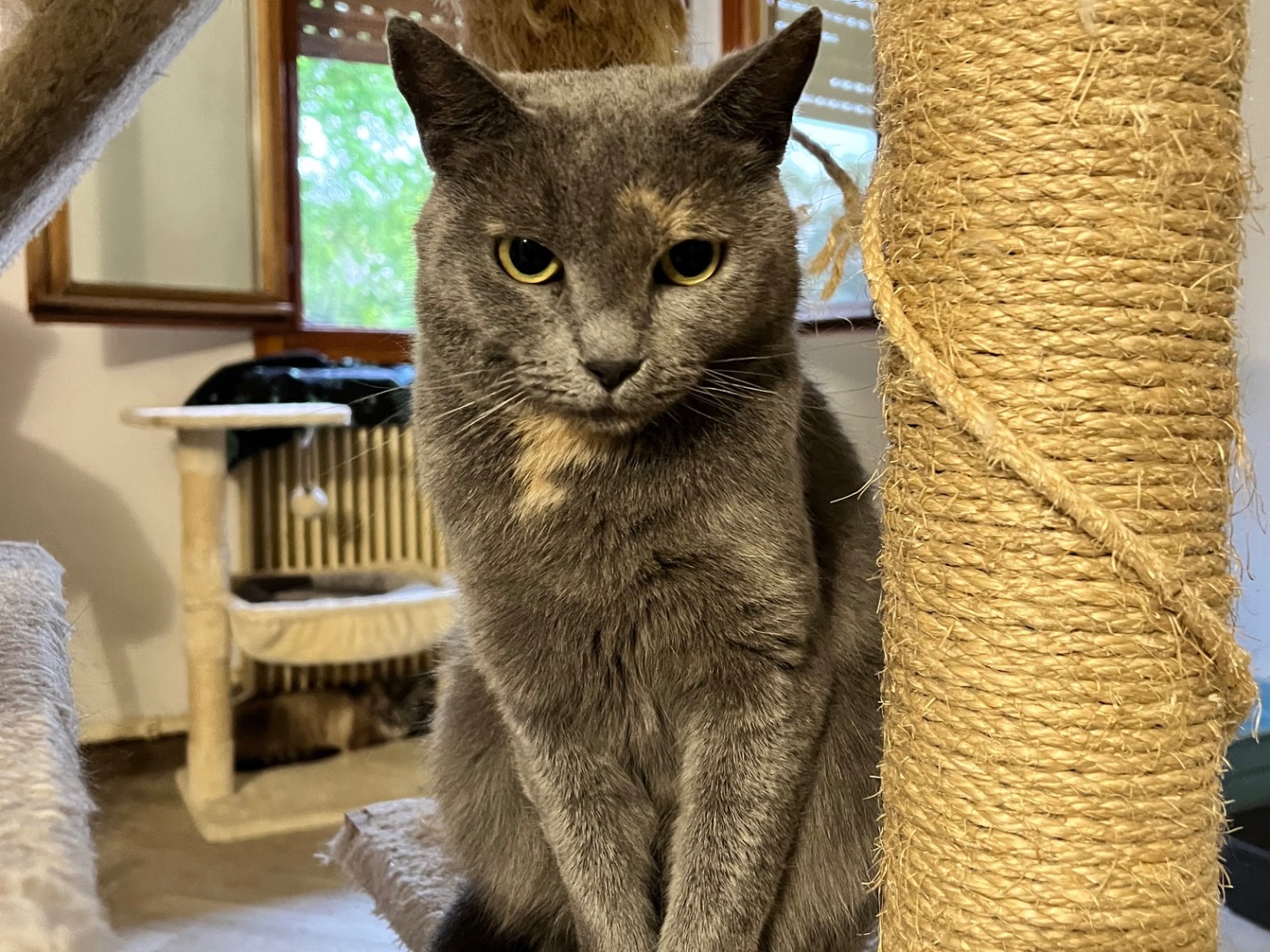 Adotta un gatto, femmina, 2 anni e 11 mesi, Padova