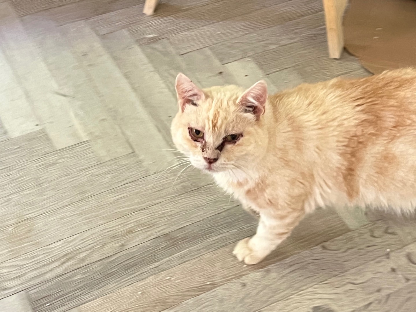 Adozione gatto, femmina, Razza sconosciuta Razza sconosciuta, 6 anni e 5 mesi, taglia non valida, Padova