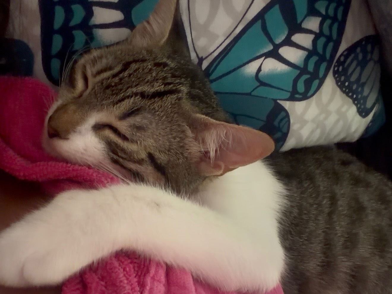 Adotta un gatto, femmina, 3 mesi, Latina