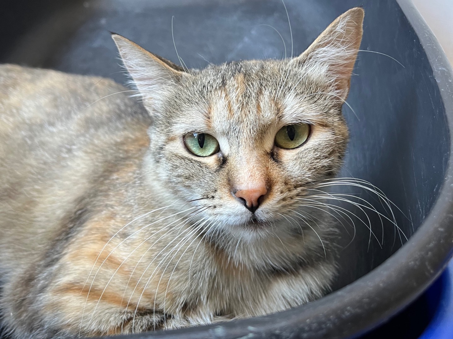 Adozione gatto, femmina, Razza sconosciuta Razza sconosciuta, 1 anno e 7 mesi, taglia non valida, Padova