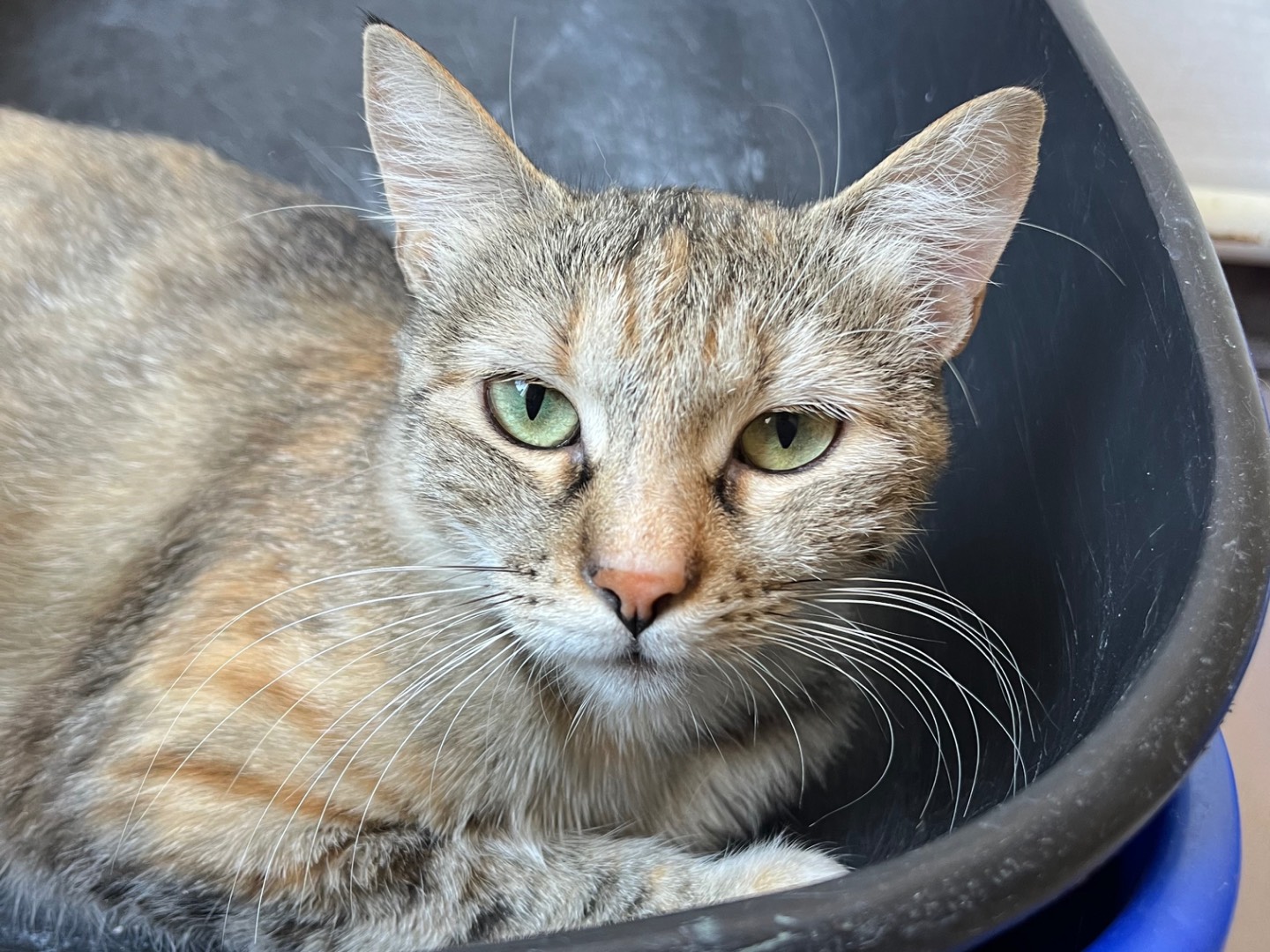 Adotta un gatto, femmina, 1 anno e 7 mesi, Padova
