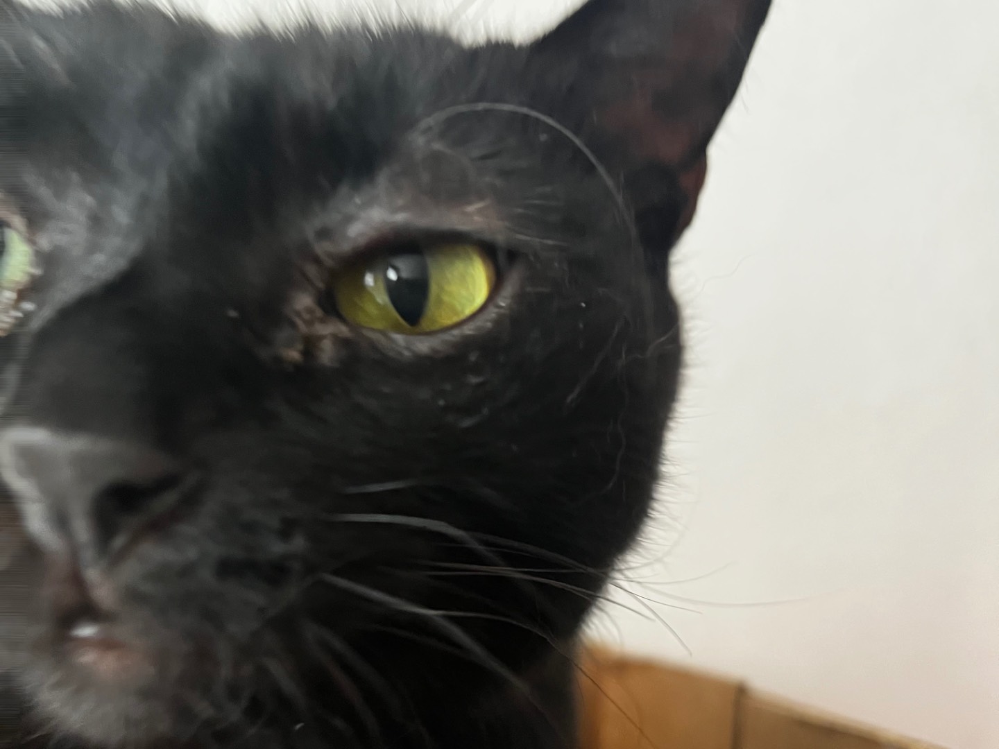 Vuoi adottare un gatto a Padova?