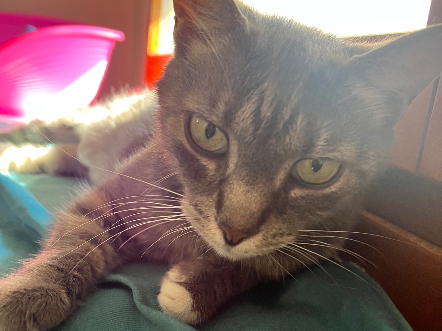 Adozione gatto, femmina, Razza sconosciuta Razza sconosciuta, 7 anni, taglia non valida, Padova