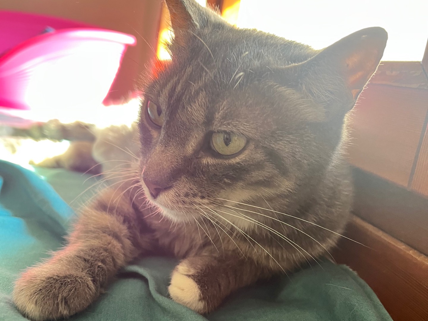 Adotta un gatto, femmina, 7 anni, Padova