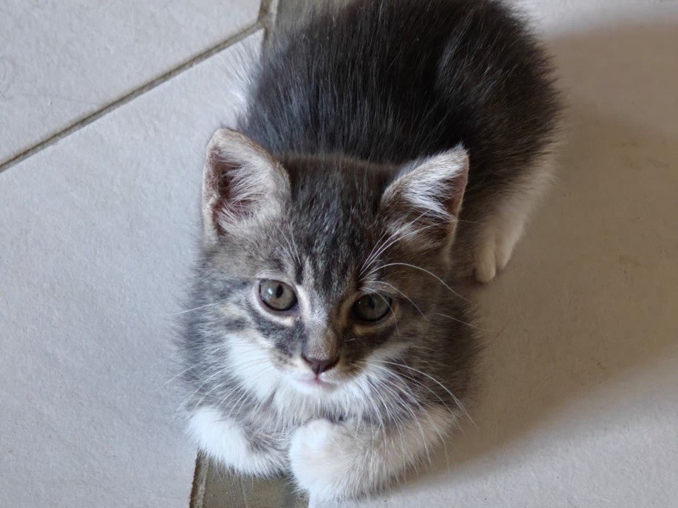 Adozione gatto, maschio, Razza sconosciuta Razza sconosciuta, 1 mese, taglia non valida, Catanzaro