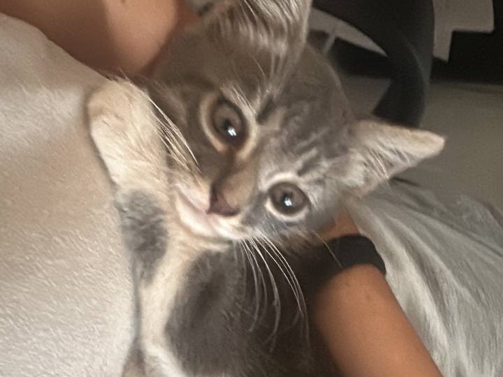 Adotta un gatto, maschio, 1 mese, Catanzaro