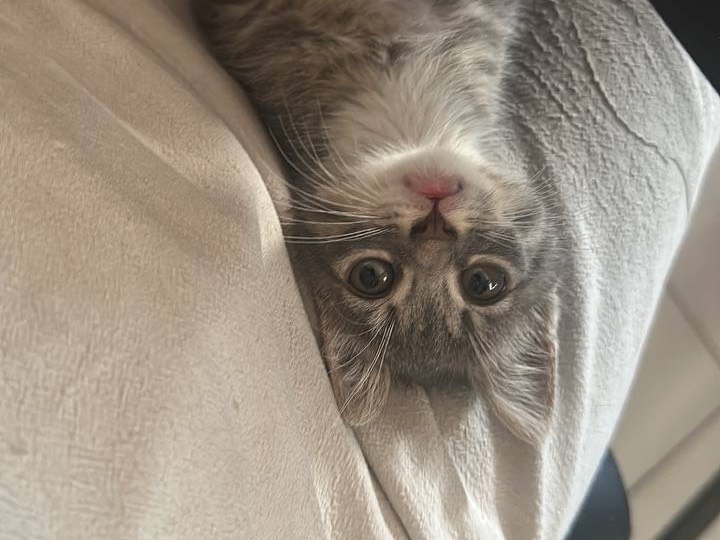 Adotta un gatto, taglia non valida, maschio, Catanzaro