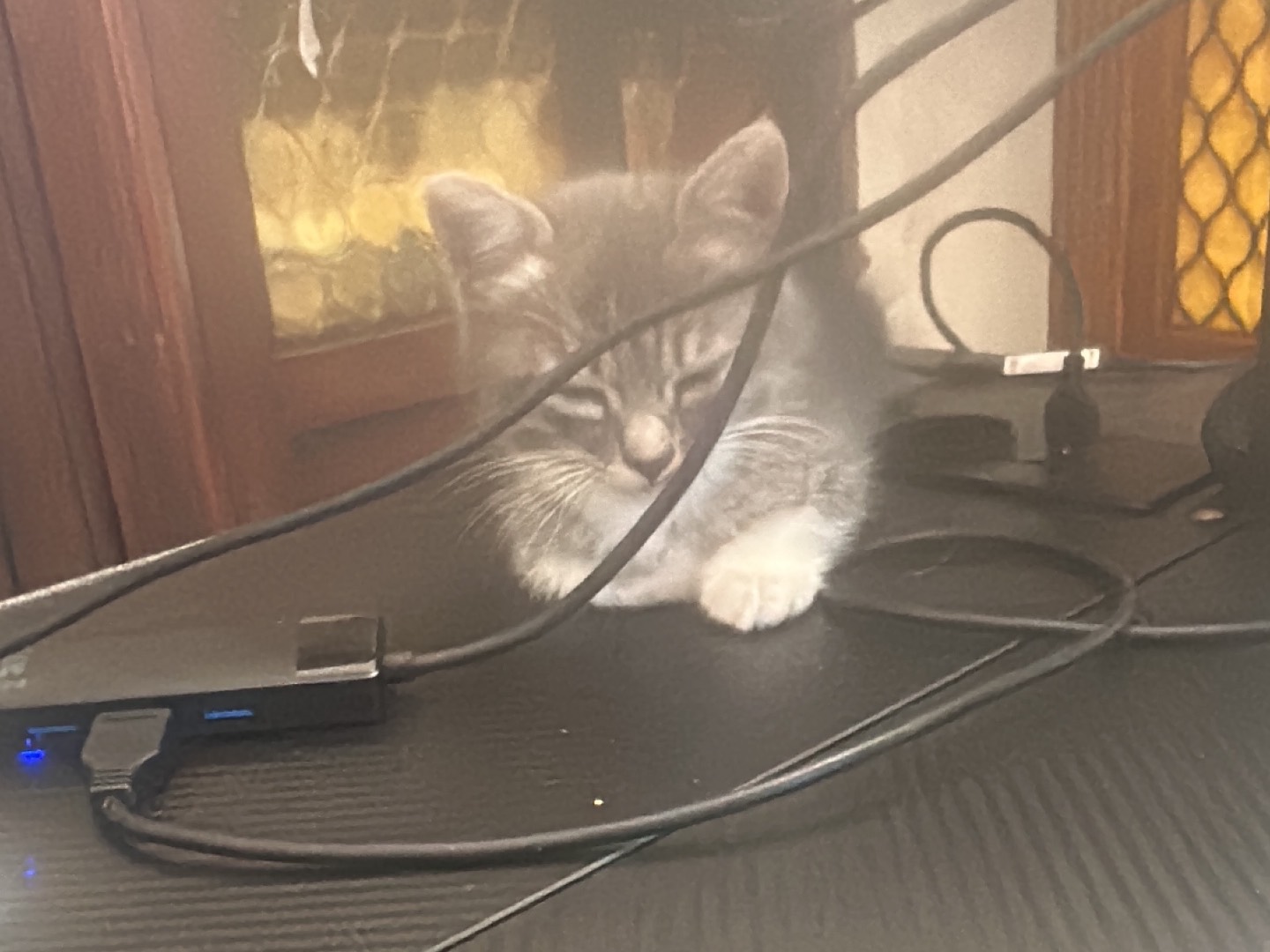 Vuoi adottare un gatto a Catanzaro?