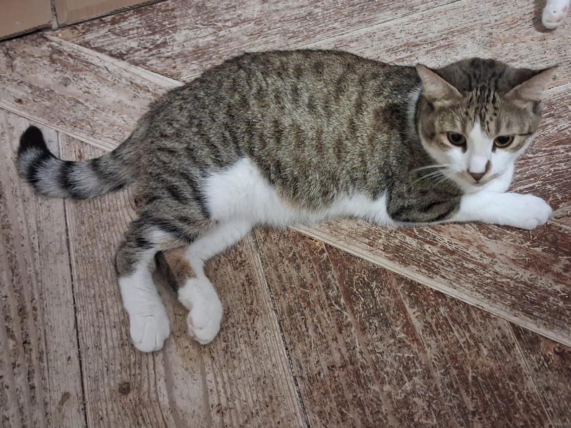 Adozione gatto, femmina, Razza sconosciuta Razza sconosciuta, 4 anni, taglia non valida, Padova