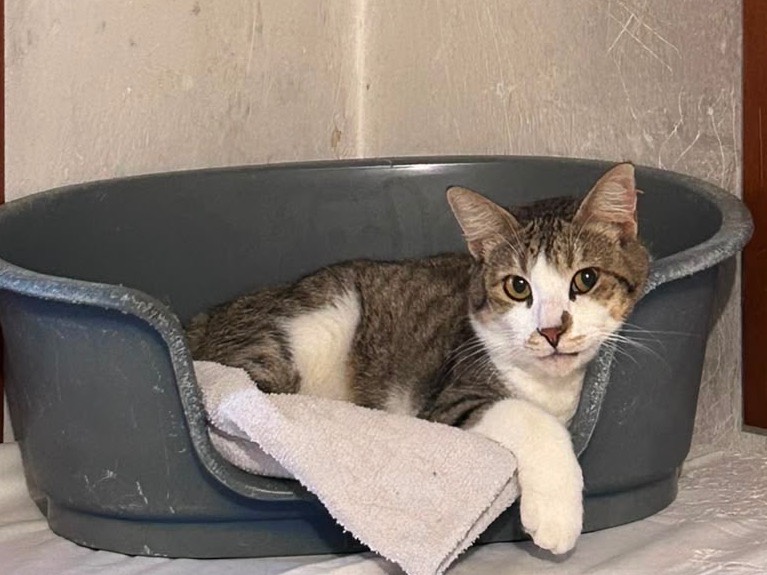 Adotta un gatto, femmina, 4 anni, Padova