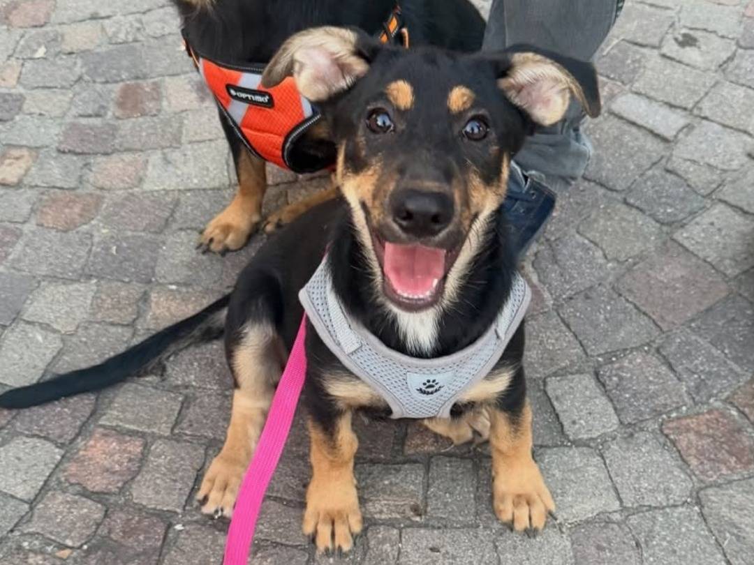 Adozione cane, femmina, Bassotto Razza sconosciuta, 5 mesi, taglia media, Caserta