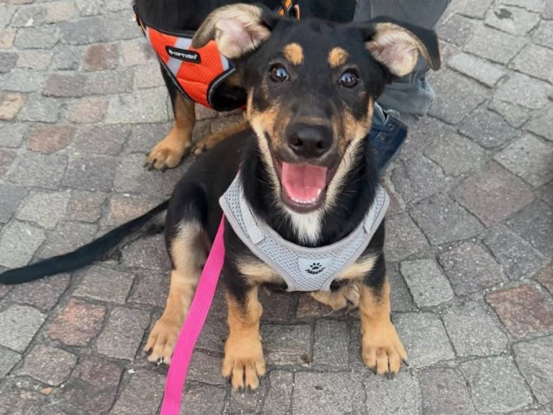 Adotta un cane, femmina, 5 mesi, Caserta