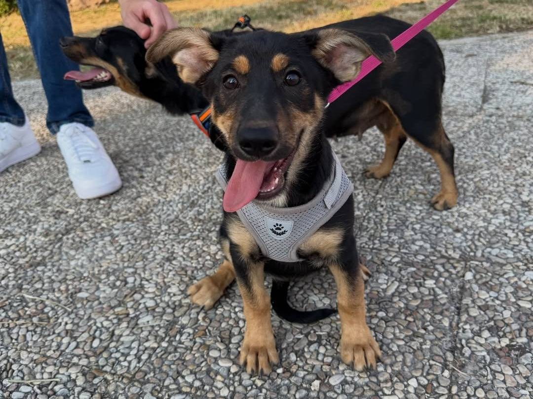 Adotta un cane, taglia media, femmina, Caserta