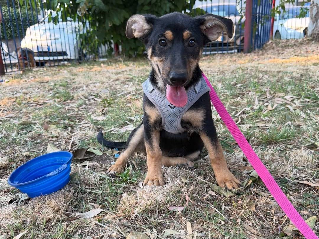 Vuoi adottare un cane a Caserta?