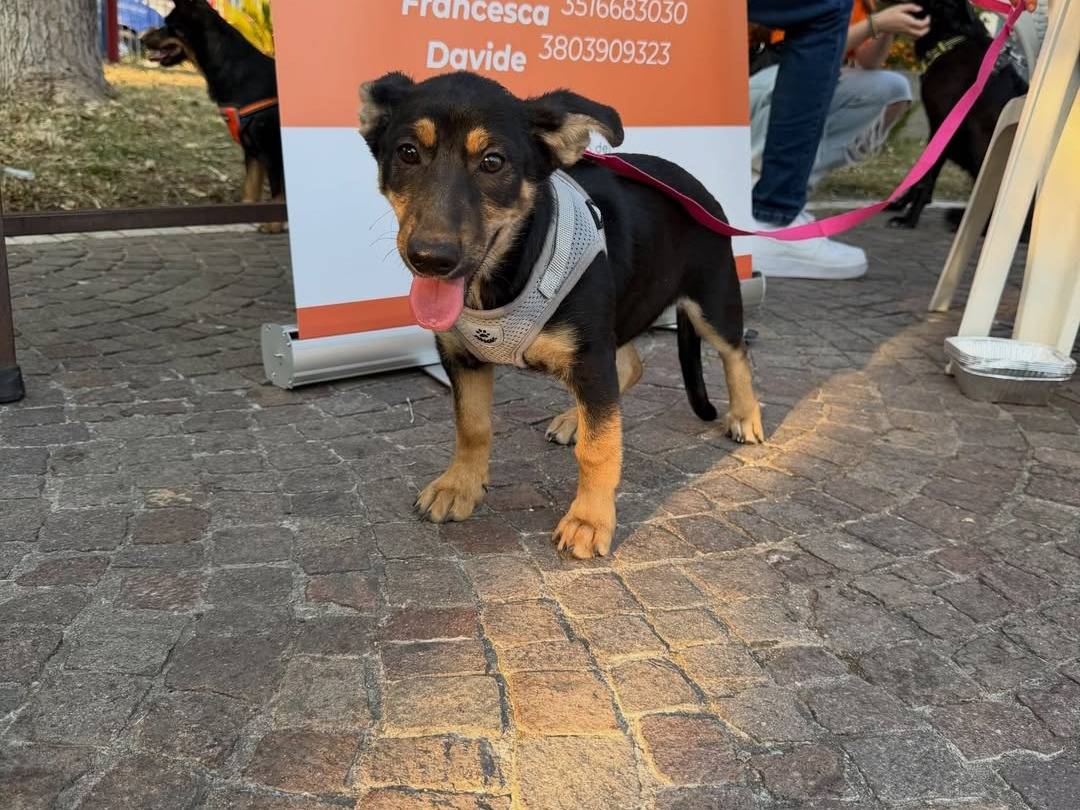 Adotta il cane Taffy a Caserta