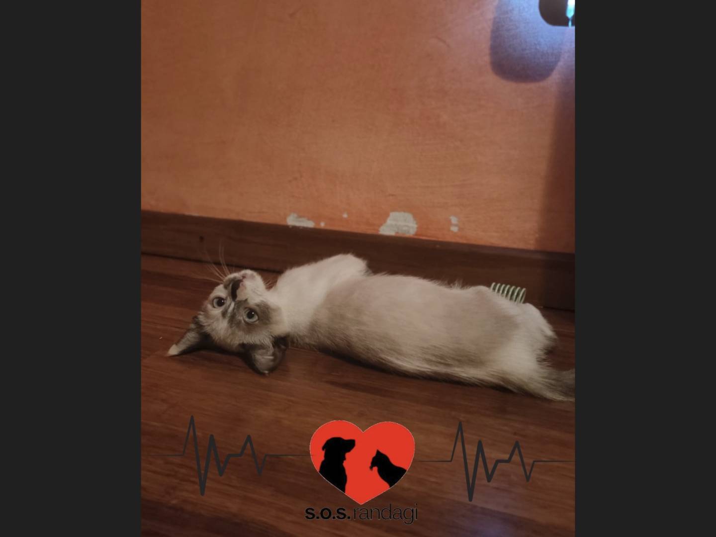 Adozione gatto, femmina, Razza sconosciuta Razza sconosciuta, 4 mesi, taglia non valida, Milano