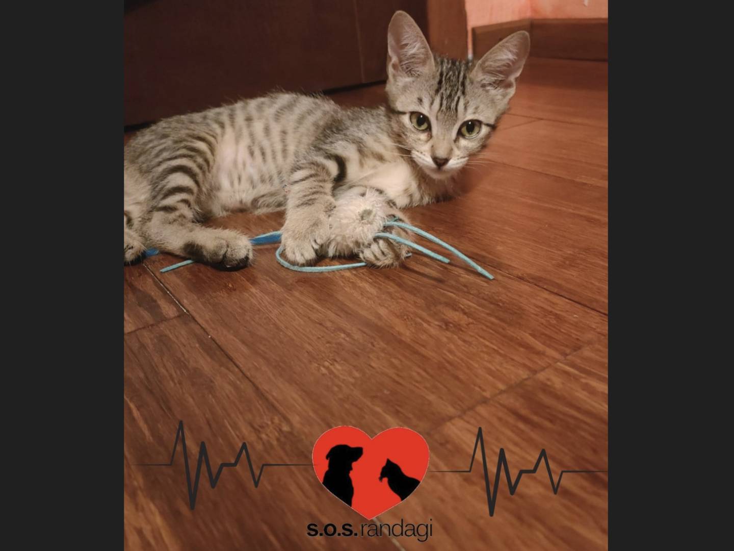 Adozione gatto, femmina, Razza sconosciuta Razza sconosciuta, 4 mesi, taglia non valida, Milano