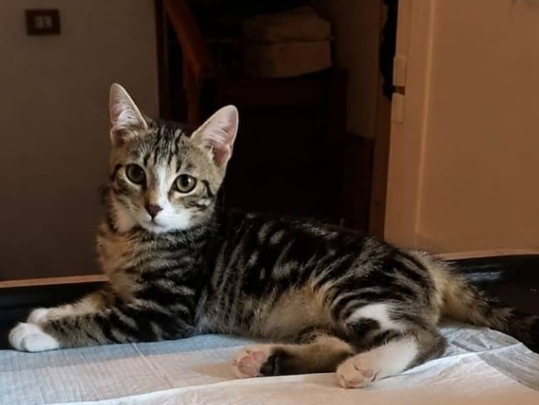 Adozione gatto, maschio, Razza sconosciuta Razza sconosciuta, 3 mesi, taglia non valida, Roma