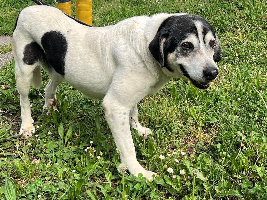 Adotta il cane VALERIO a Milano