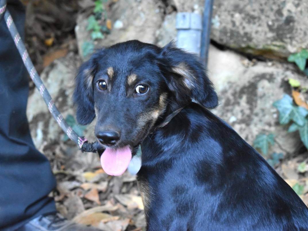 Adozione cane, femmina, Razza sconosciuta Razza sconosciuta, 5 mesi, taglia piccola, Roma