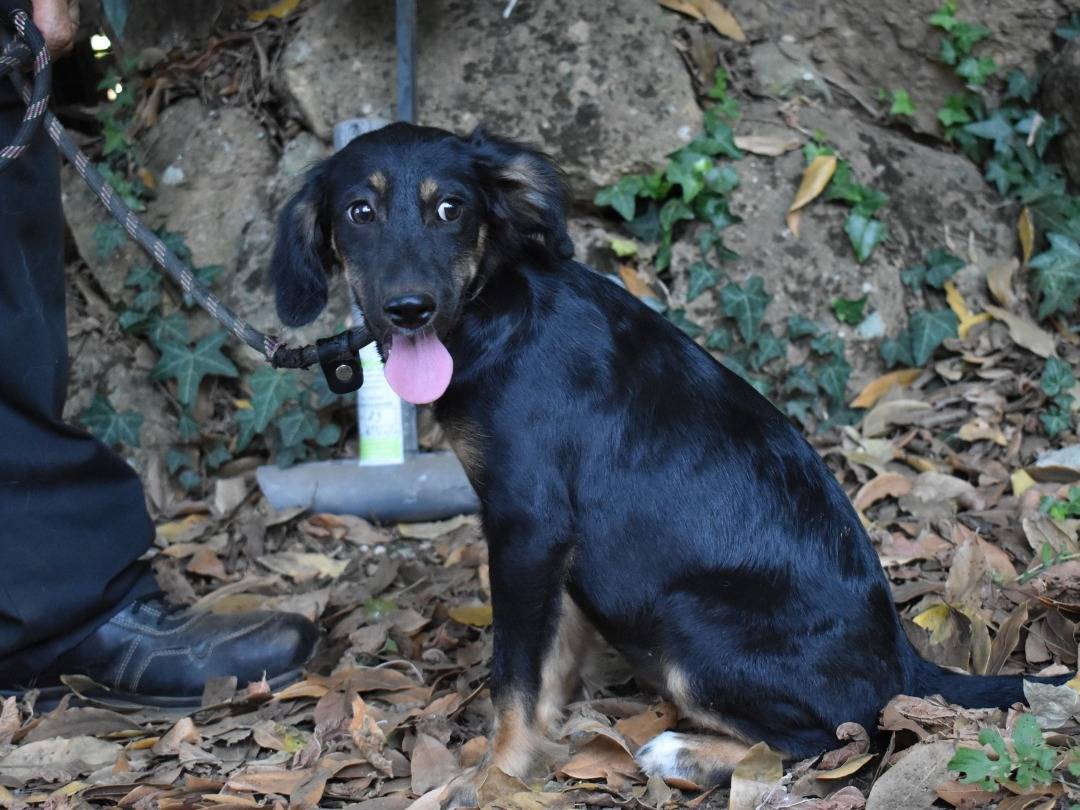 Adotta un cane, femmina, 5 mesi, Roma
