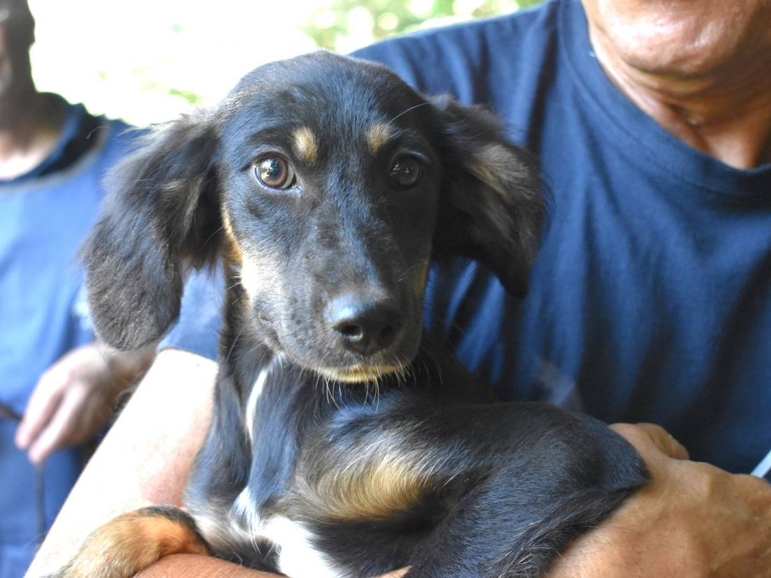 Adotta un cane, taglia piccola, femmina, Roma