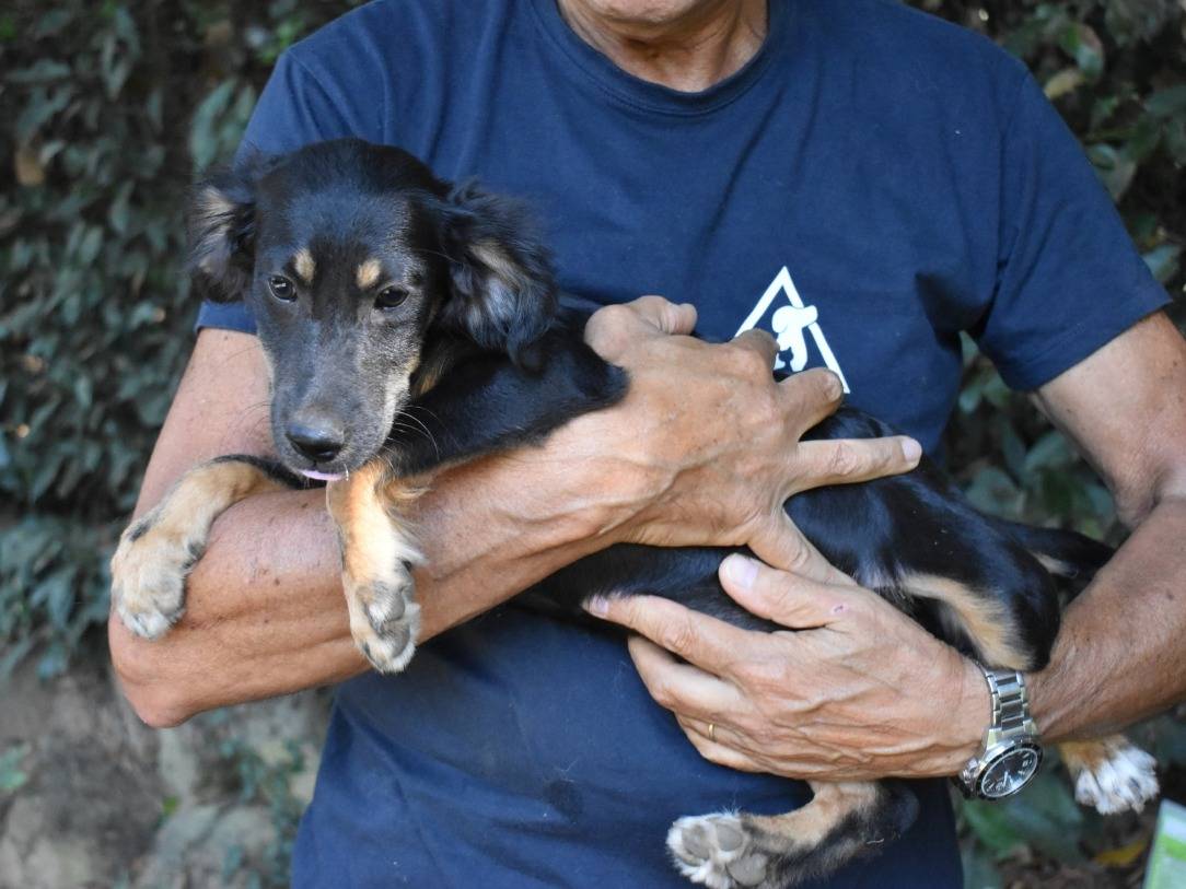 Vuoi adottare un cane a Roma?