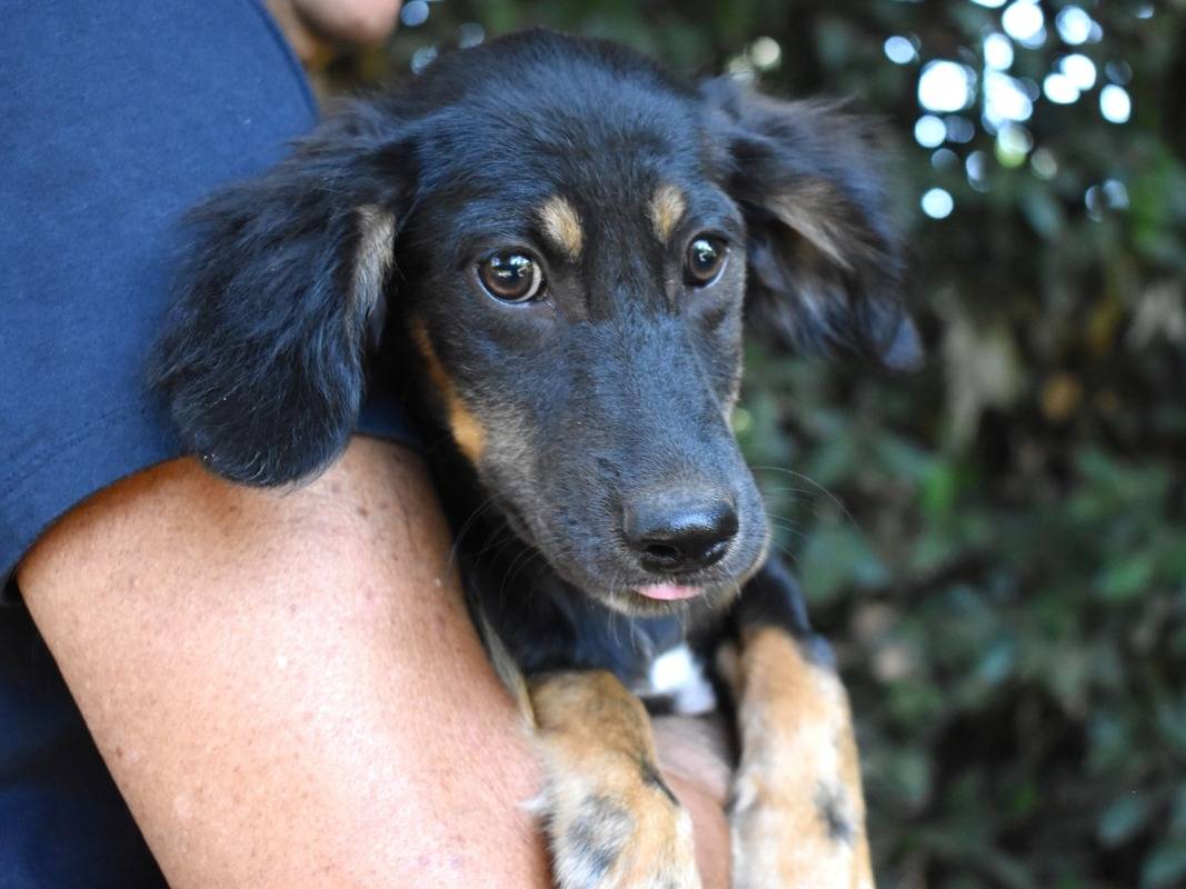 Adotta il cane Kaesia a Roma