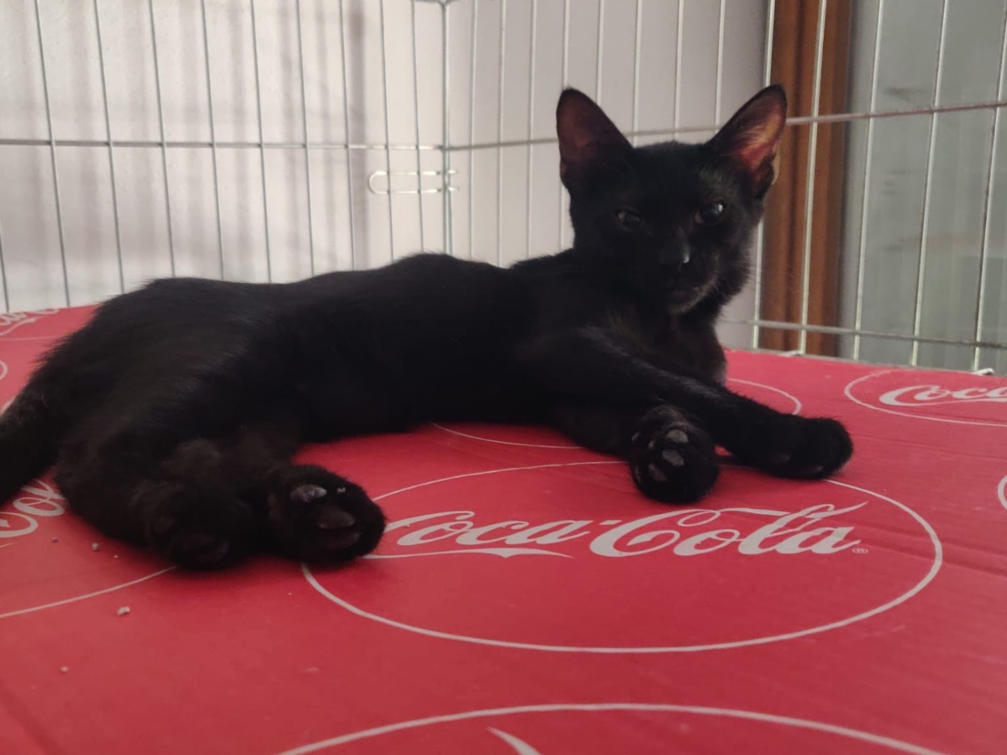 Adozione gatto, femmina, Razza sconosciuta Razza sconosciuta, 4 mesi, taglia non valida, Padova