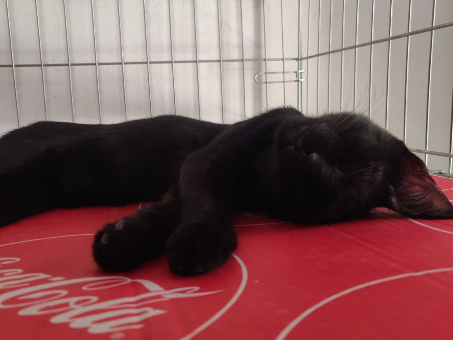 Adotta un gatto, femmina, 4 mesi, Padova
