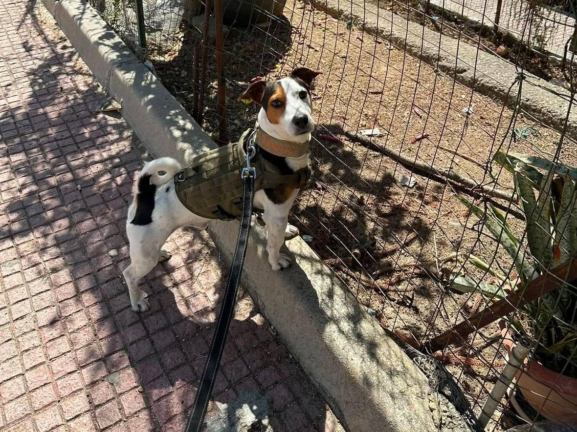 Adozione cane, maschio, Jack Russell Terrier Razza sconosciuta, 4 anni e 7 mesi, taglia piccola, Agrigento