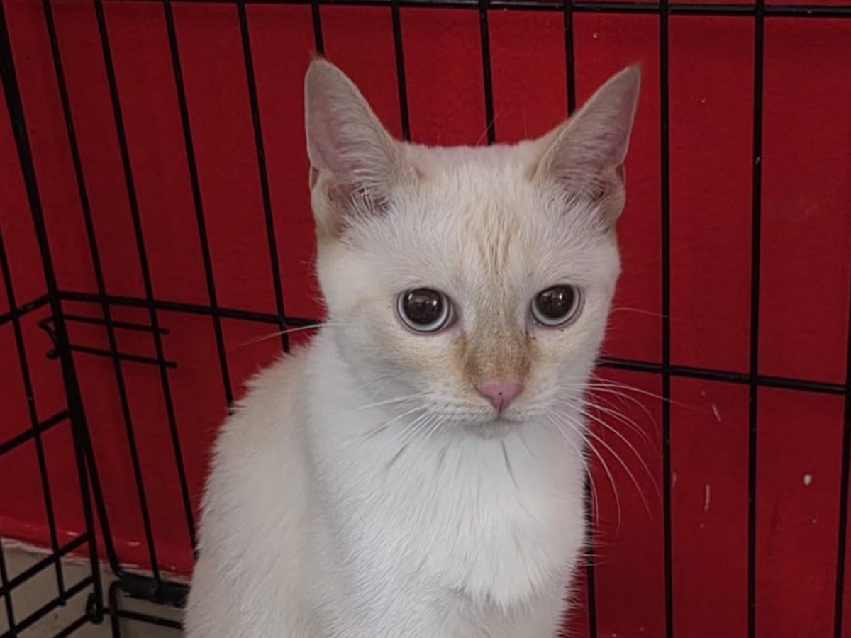 Adozione gatto, femmina, Razza sconosciuta Razza sconosciuta, 1 anno e 1 mese, taglia non valida, Milano
