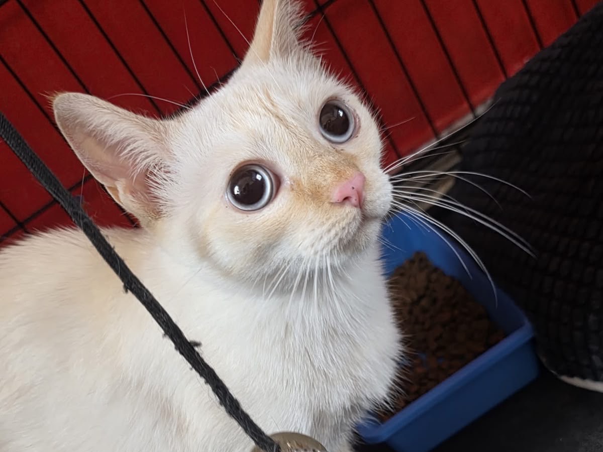 Adotta un gatto, femmina, 1 anno e 1 mese, Milano