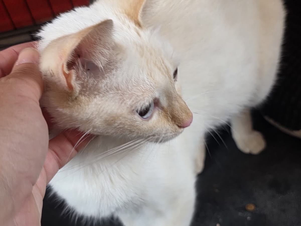 Adotta un gatto, taglia non valida, femmina, Milano
