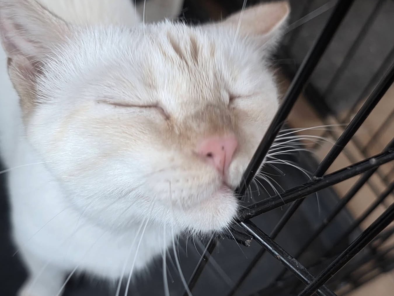 Vuoi adottare un gatto a Milano?