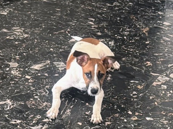 Adotta un cane, taglia piccola, femmina, Siracusa