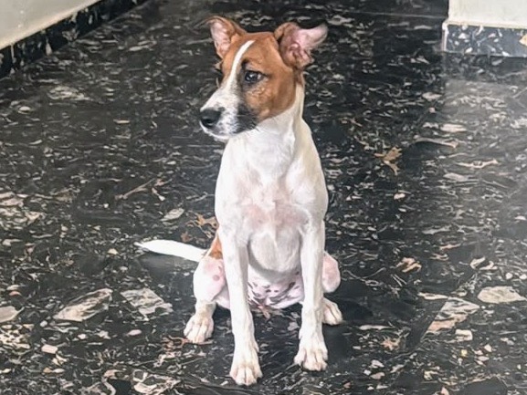 Adotta un cane, femmina, 6 mesi, Siracusa