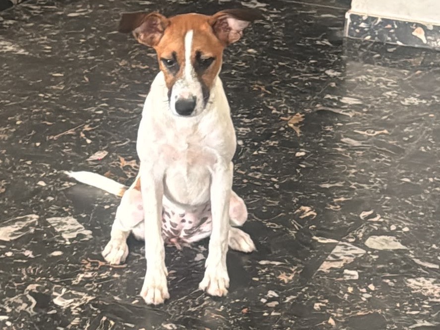 Adozione cane, femmina, Jack Russell Terrier Razza sconosciuta, 6 mesi, taglia piccola, Siracusa