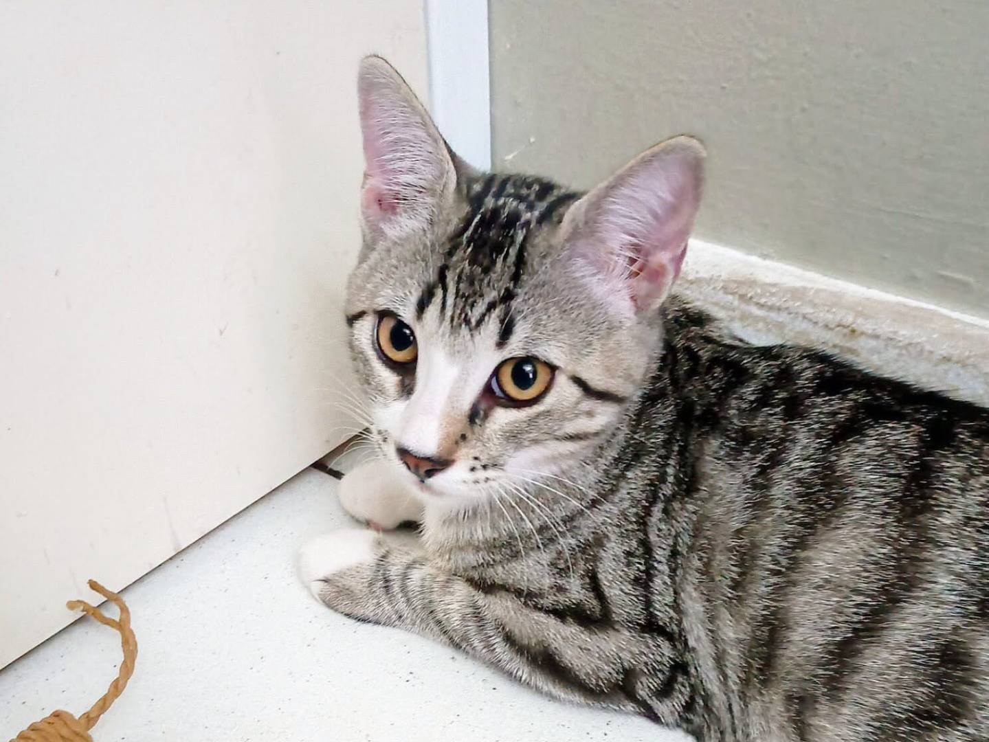 Adozione gatto, maschio, Razza sconosciuta Razza sconosciuta, 3 mesi, taglia non valida, Torino