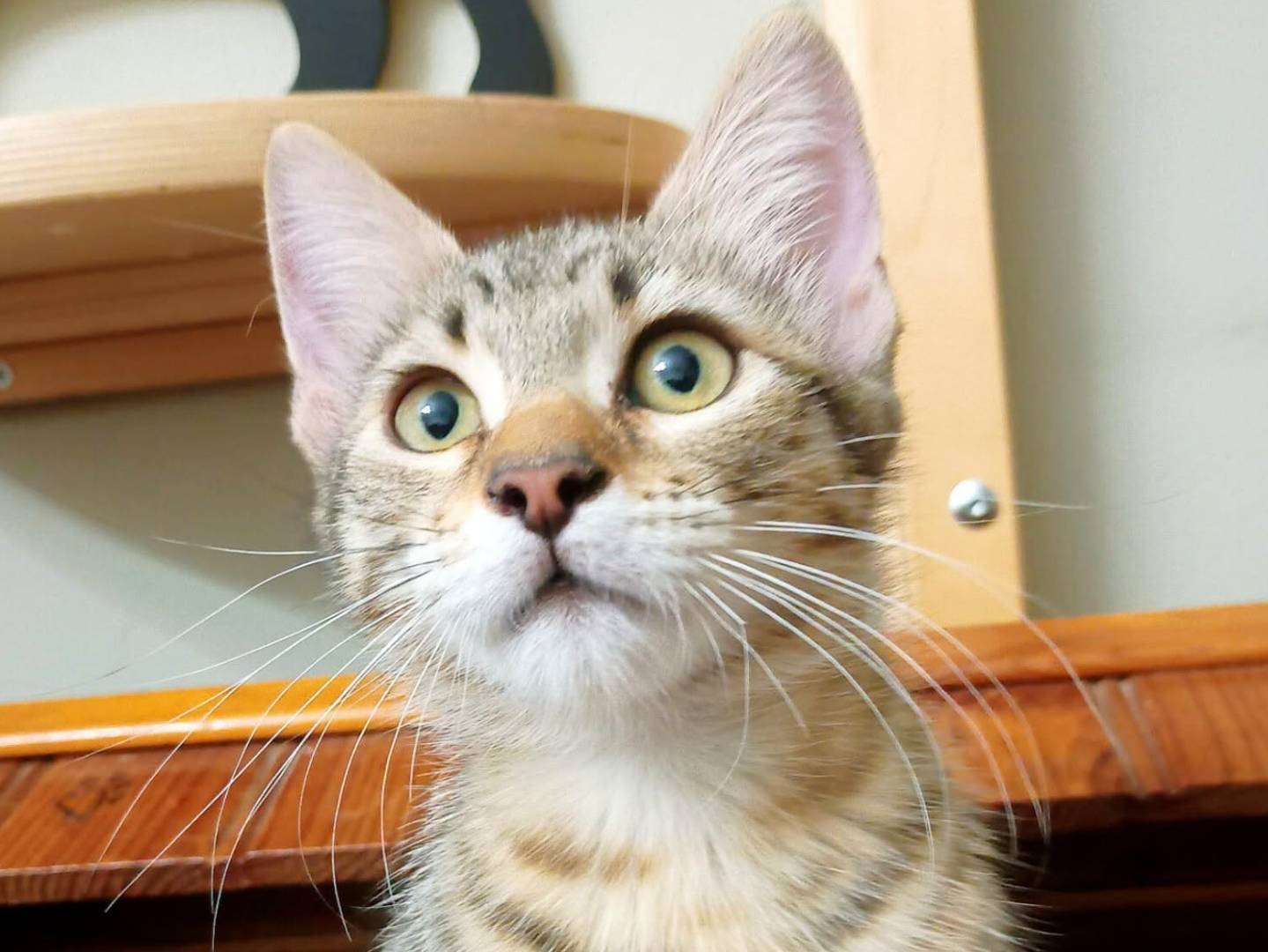 Adozione gatto, femmina, Razza sconosciuta Razza sconosciuta, 3 mesi, taglia non valida, Torino