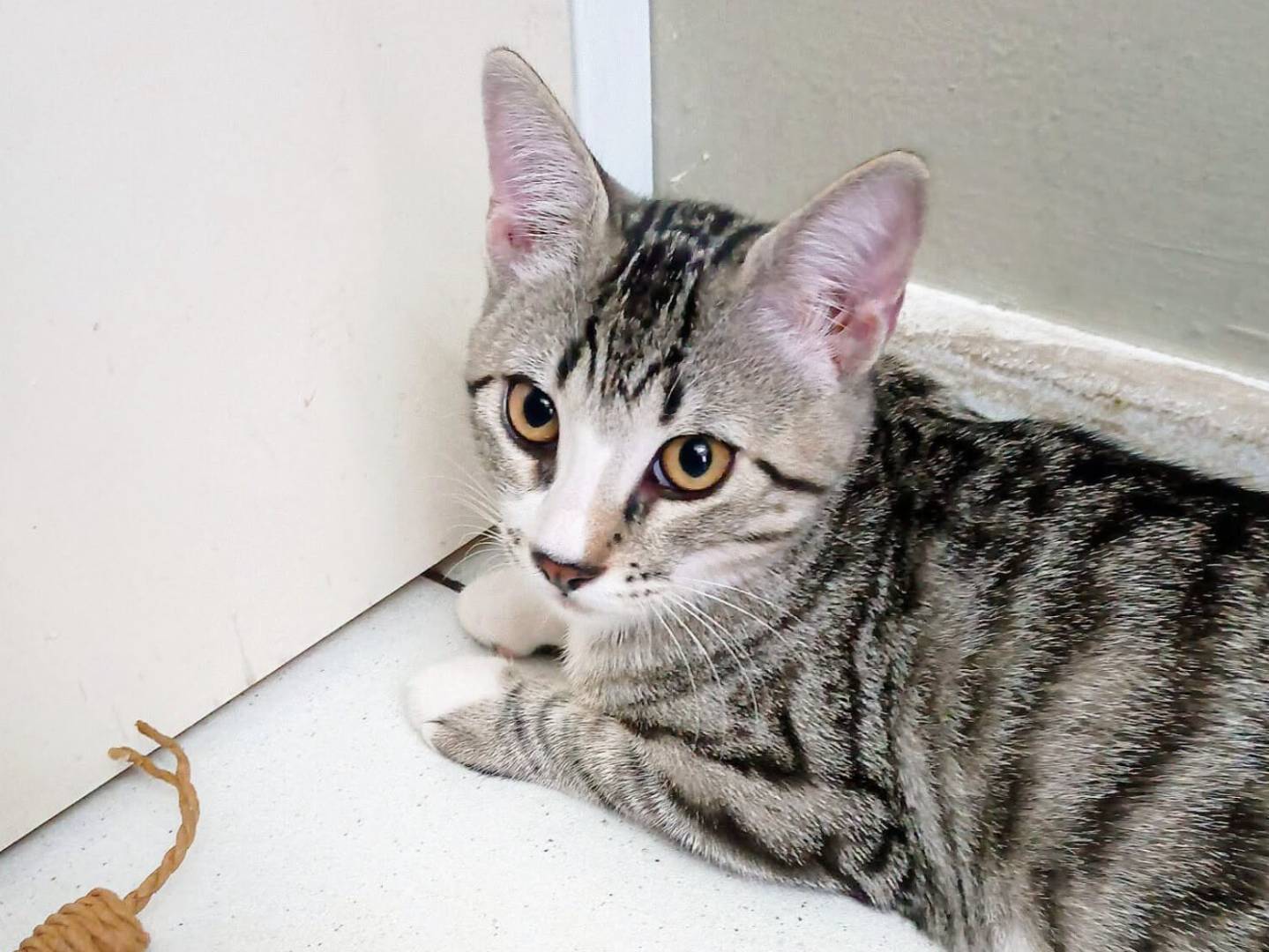 Adotta un gatto, femmina, 3 mesi, Torino