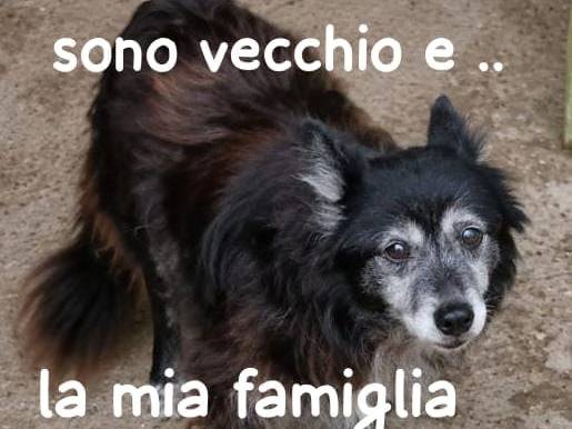Foto 1 dell'animale