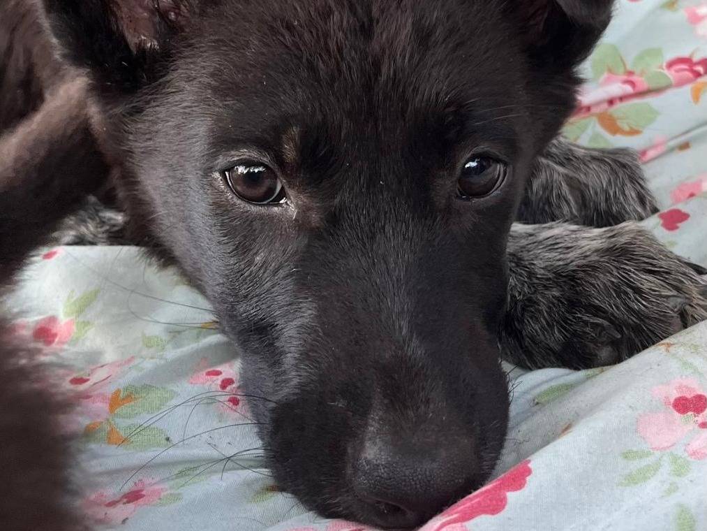 Adotta un cane, femmina, 3 mesi, Torino