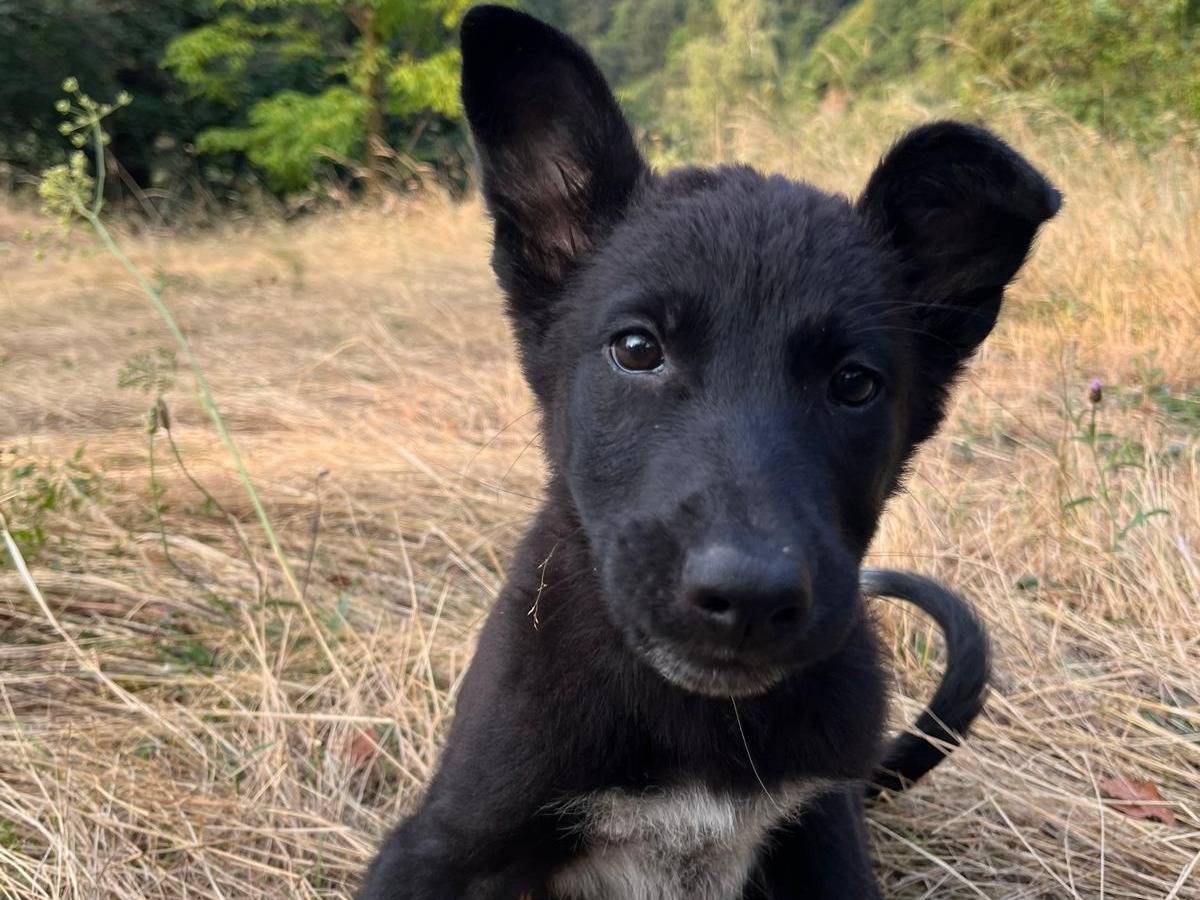 Adozione cane, femmina, Razza sconosciuta Razza sconosciuta, 3 mesi, taglia media, Torino